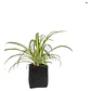 Malamadre Planta Ornamental Tamaño Pequeño  - Miniatura 1