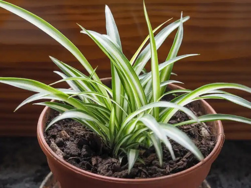 Malamadre Planta Ornamental Tamaño Pequeño  2