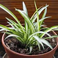 Malamadre Planta Ornamental Tamaño Pequeño  - Miniatura 2