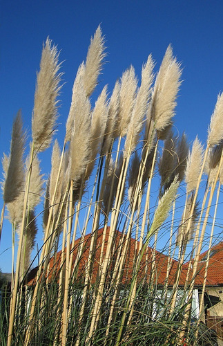 Cola De Zorro Cortaderia Selloana Planta Ornamental 1