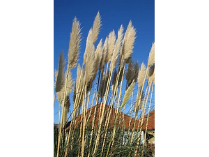 Cola De Zorro Cortaderia Selloana Planta Ornamental
