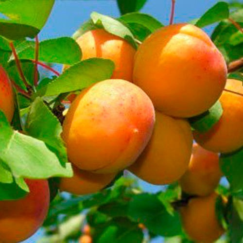 Damasco Dina Árbol Frutal Injertado 2