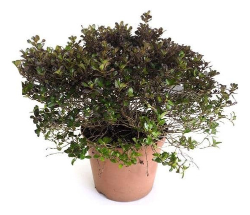 Coprosma Chocolate Arbusto Ornamental 1