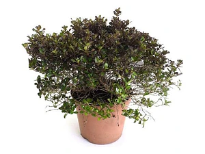 Coprosma Chocolate Arbusto Ornamental