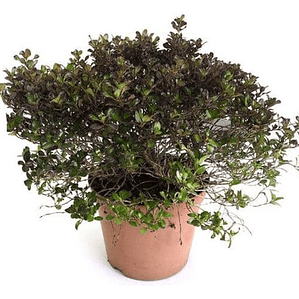 Coprosma Chocolate Arbusto Ornamental