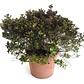 Coprosma Chocolate Arbusto Ornamental - Miniatura 1