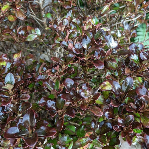 Coprosma Chocolate Arbusto Ornamental 2