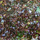 Coprosma Chocolate Arbusto Ornamental - Miniatura 2
