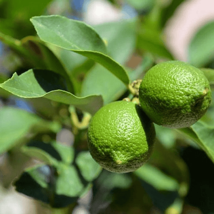Limón Sutil De Gaza Limonero Frutal Injertado 2