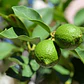 Limón Sutil De Gaza Limonero Frutal Injertado - Miniatura 2