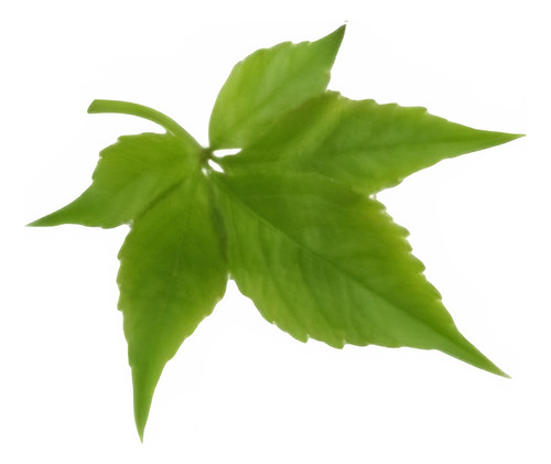 Pack De 10 Ampelopsis Quinquifolia Planta Trepadora 1