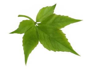 Pack De 10 Ampelopsis Quinquifolia Planta Trepadora