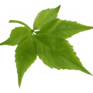 Pack De 10 Ampelopsis Quinquifolia Planta Trepadora