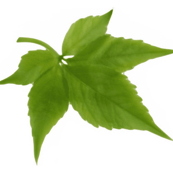 Pack De 10 Ampelopsis Quinquifolia Planta Trepadora 1