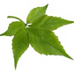 Pack De 10 Ampelopsis Quinquifolia Planta Trepadora - Miniatura 1