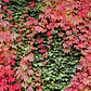 Pack De 10 Ampelopsis Quinquifolia Planta Trepadora - Miniatura 2
