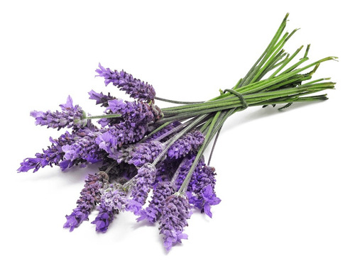 Lavanda Francesa Planta Ornamental 1