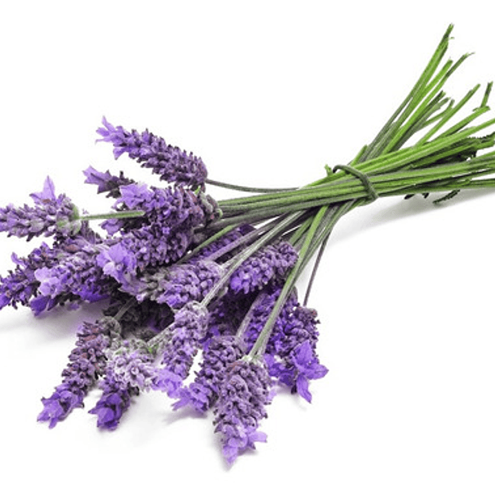 Lavanda Francesa Planta Ornamental 1