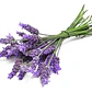 Lavanda Francesa Planta Ornamental - Miniatura 1