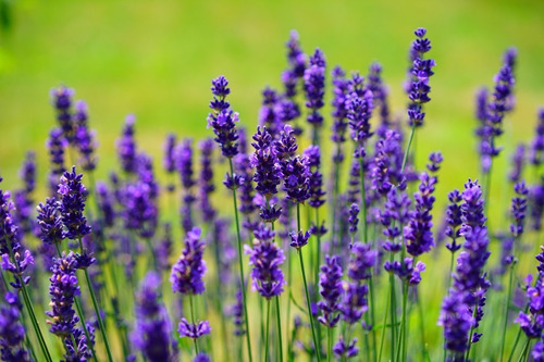 Lavanda Francesa Planta Ornamental 2