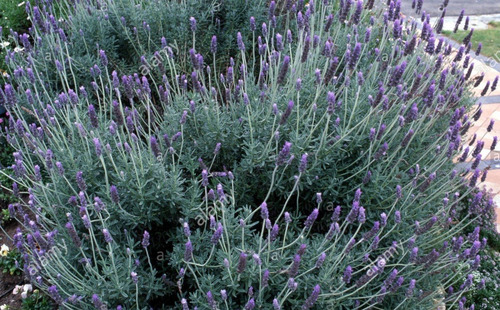 Lavanda Francesa Planta Ornamental 3