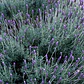Lavanda Francesa Planta Ornamental - Miniatura 3