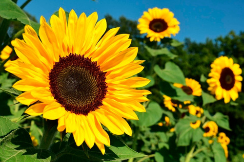 Girasol Planta Ornamental Flor 1