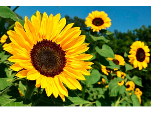 Girasol Planta Ornamental Flor