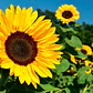 Girasol Planta Ornamental Flor - Miniatura 1