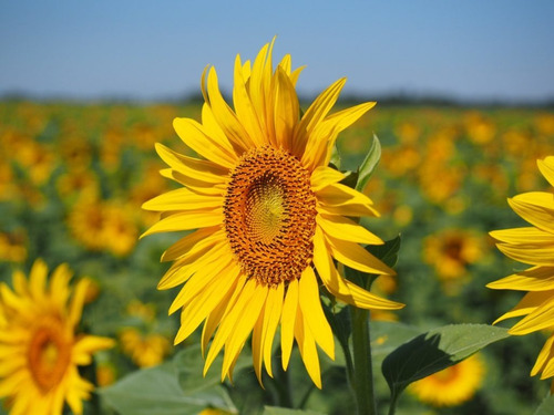 Girasol Planta Ornamental Flor 2