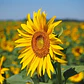 Girasol Planta Ornamental Flor - Miniatura 2