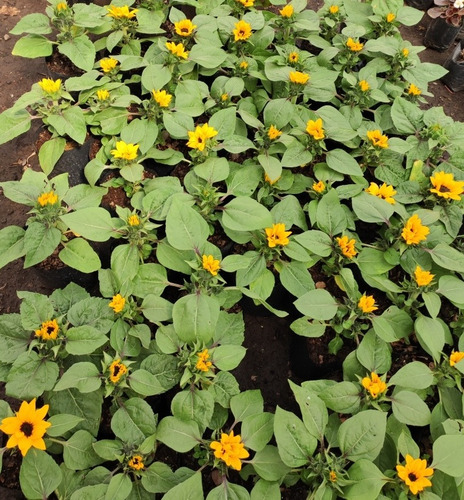 Girasol Planta Ornamental Flor 3