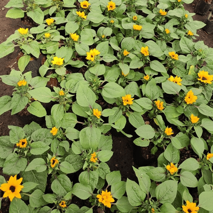 Girasol Planta Ornamental Flor 3