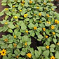 Girasol Planta Ornamental Flor - Miniatura 3