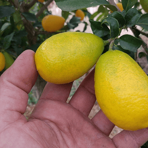 Limequat Con Frutos Limon Enano Frutal Exótico