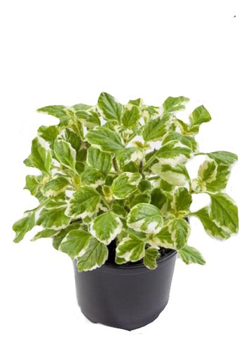 Incienso Pequeño Planta Interior Ornamental 1