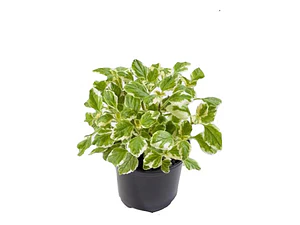 Incienso Pequeño Planta Interior Ornamental