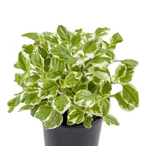 Incienso Pequeño Planta Interior Ornamental