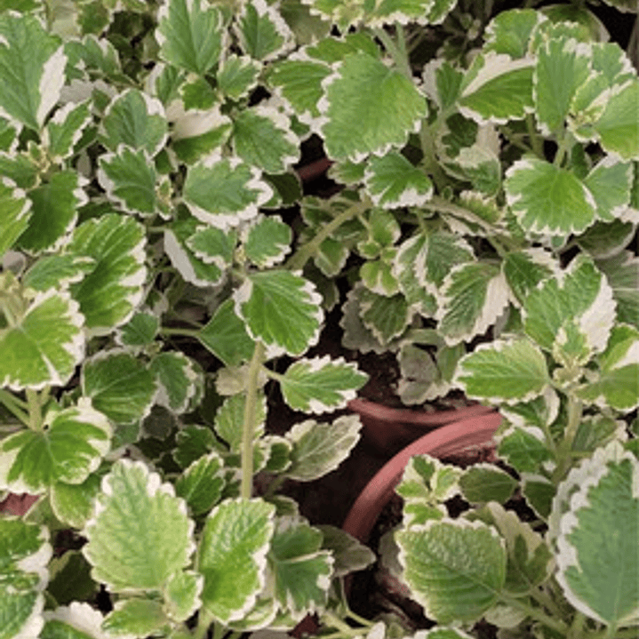 Incienso Pequeño Planta Interior Ornamental 2