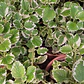 Incienso Pequeño Planta Interior Ornamental - Miniatura 2