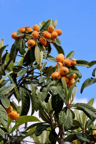Nispero Árbol Frutal  1
