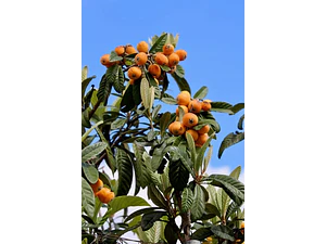Nispero Árbol Frutal 