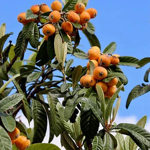 Nispero Árbol Frutal Injertado