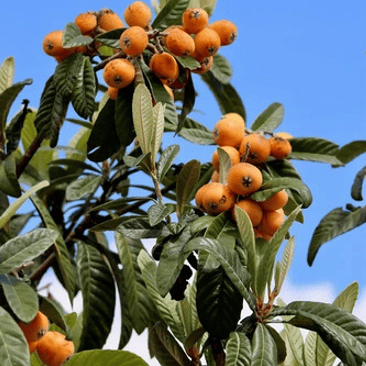 Nispero Árbol Frutal Injertado 1