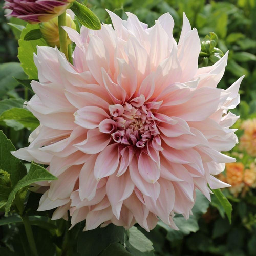 Dalia Planta Flor Ornamental 1