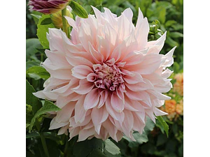Dalia Planta Flor Ornamental
