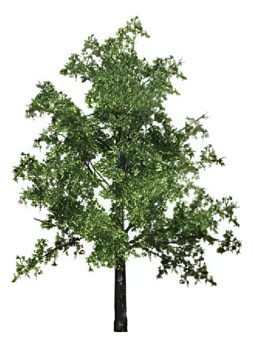 Encino / Quercus Robur / Árbol Ornamental 1