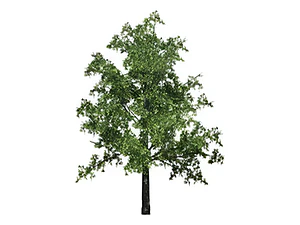 Encino / Quercus Robur / Árbol Ornamental