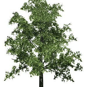 Encino / Quercus Robur / Árbol Ornamental