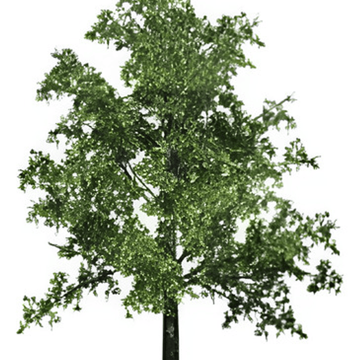 Encino / Quercus Robur / Árbol Ornamental 1